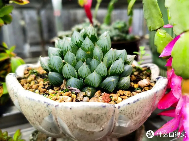 别人家的多肉庭院，好Q好萌呀