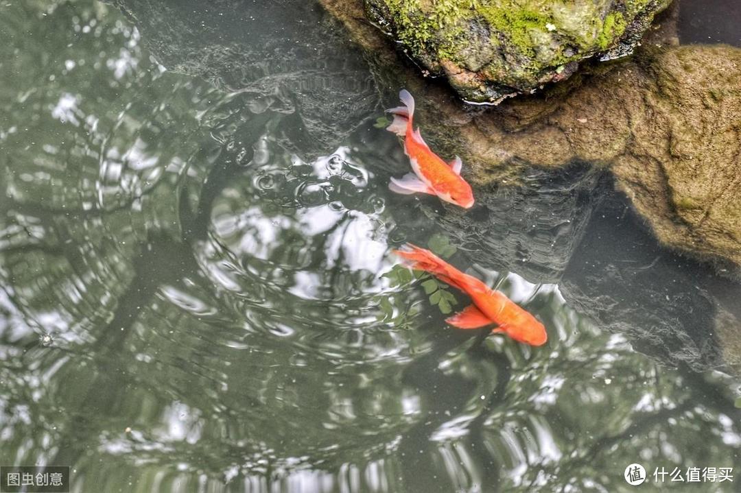 各式各样的鱼缸看花眼，家用鱼缸怎么选？选对的鱼缸养漂亮的鱼